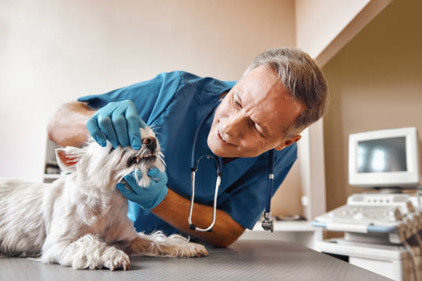  Brighton, IL Emergency Dentist Pros